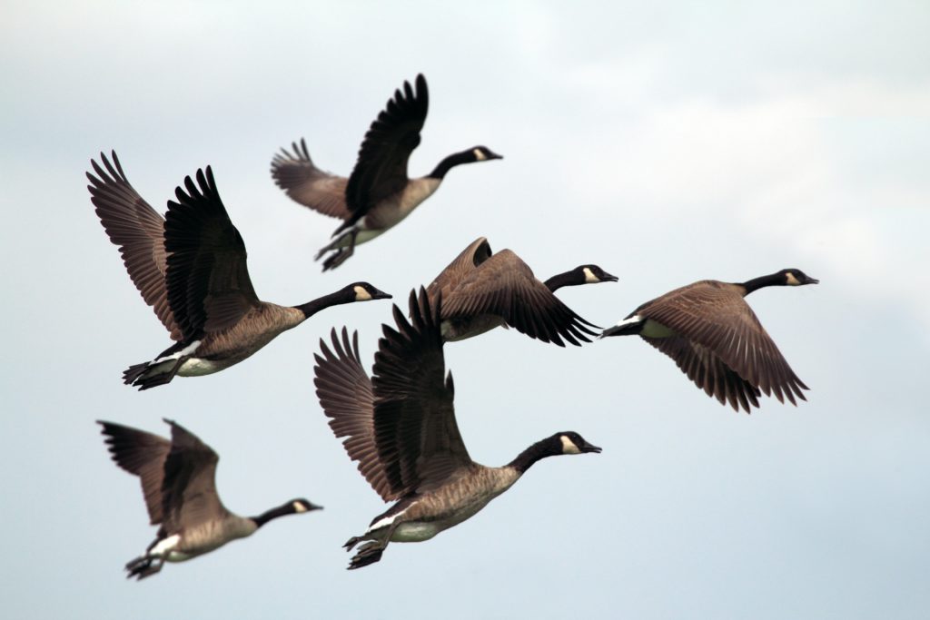 Canada Geese Flying