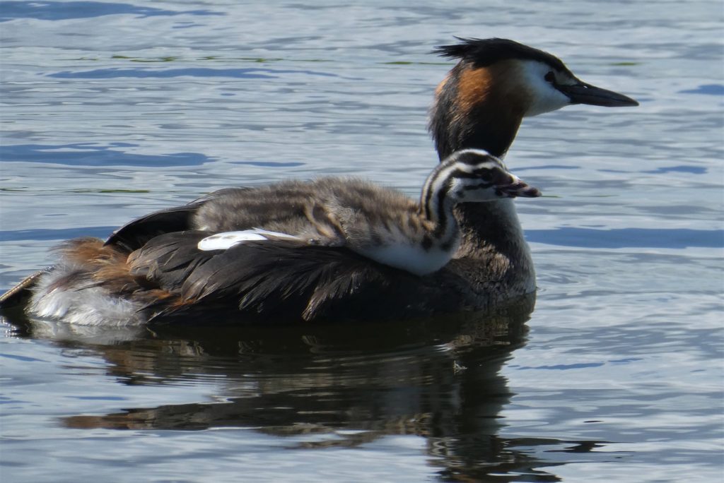 Grebe with Chick