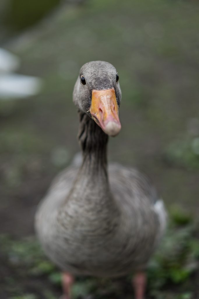 Dramatic Goose