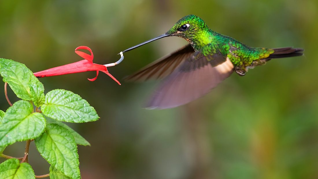 hummingbird eating a nectar