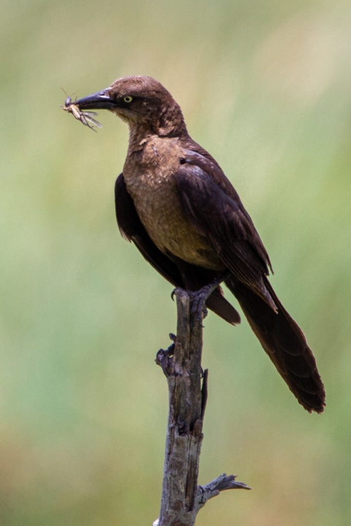 Female Grackle Eating Insect