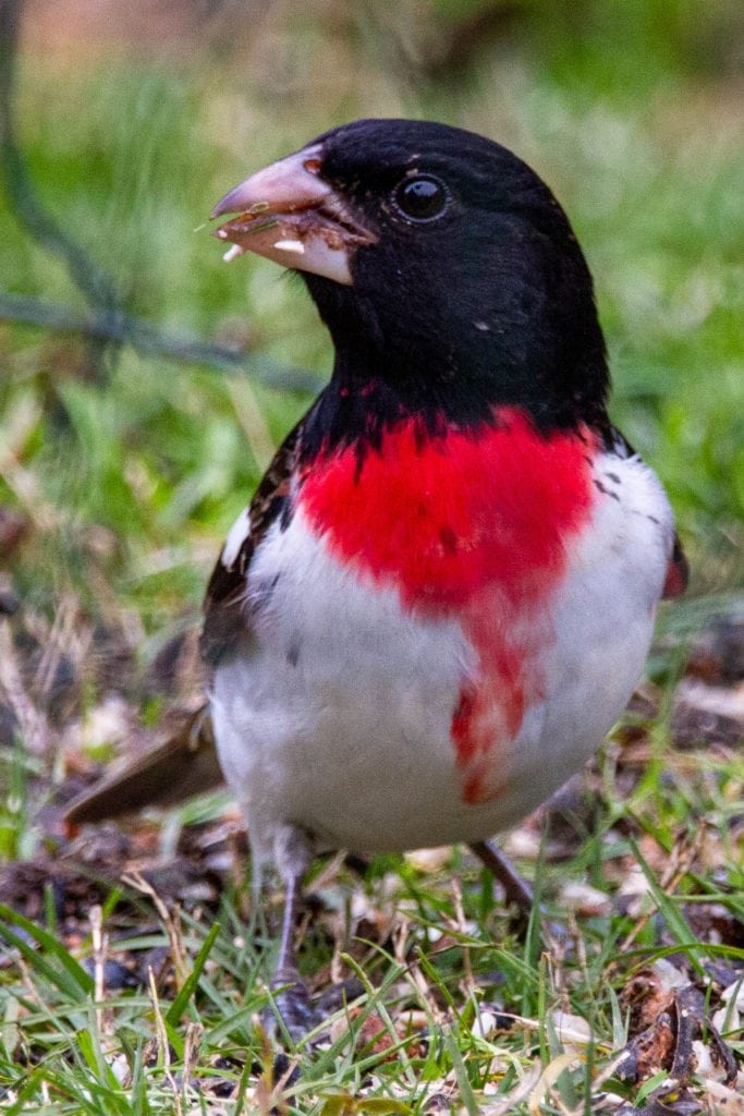 Rose-breasted Grosbeak