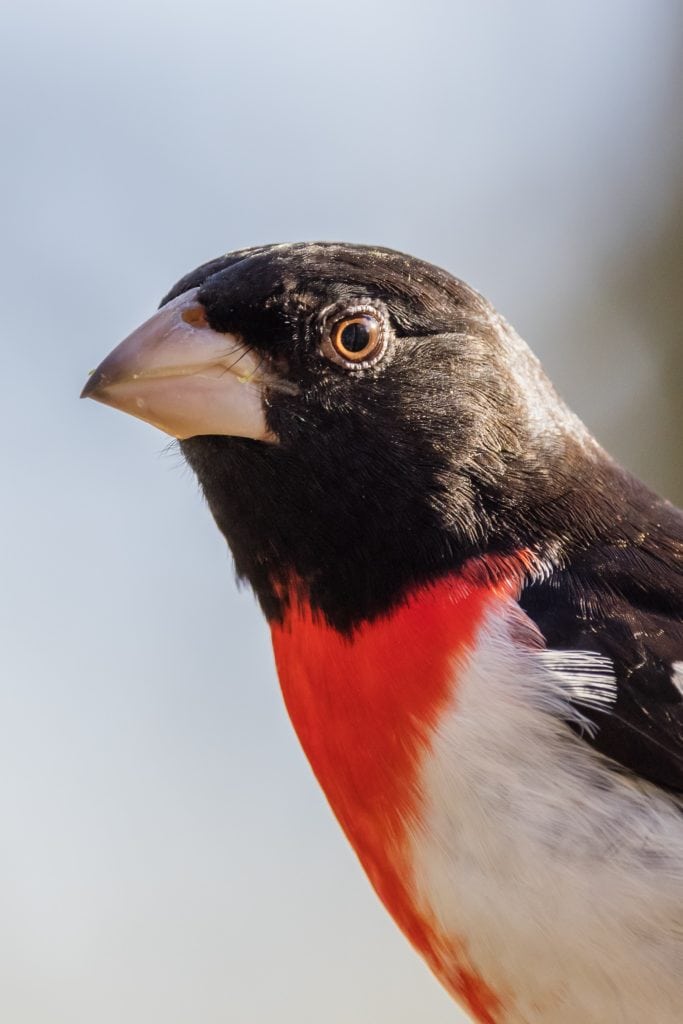 Close up Rose-breasted Grosbeak