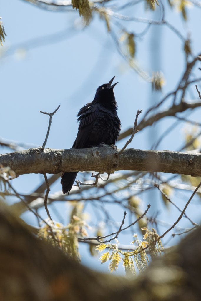 llamando grackle