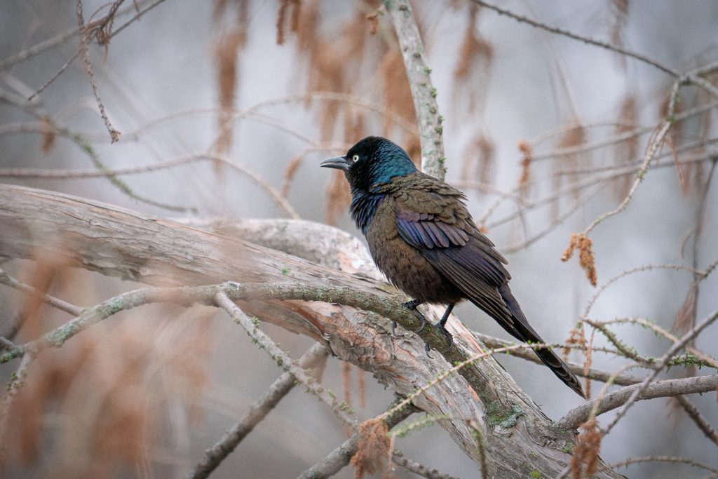 Grackle on a Branch