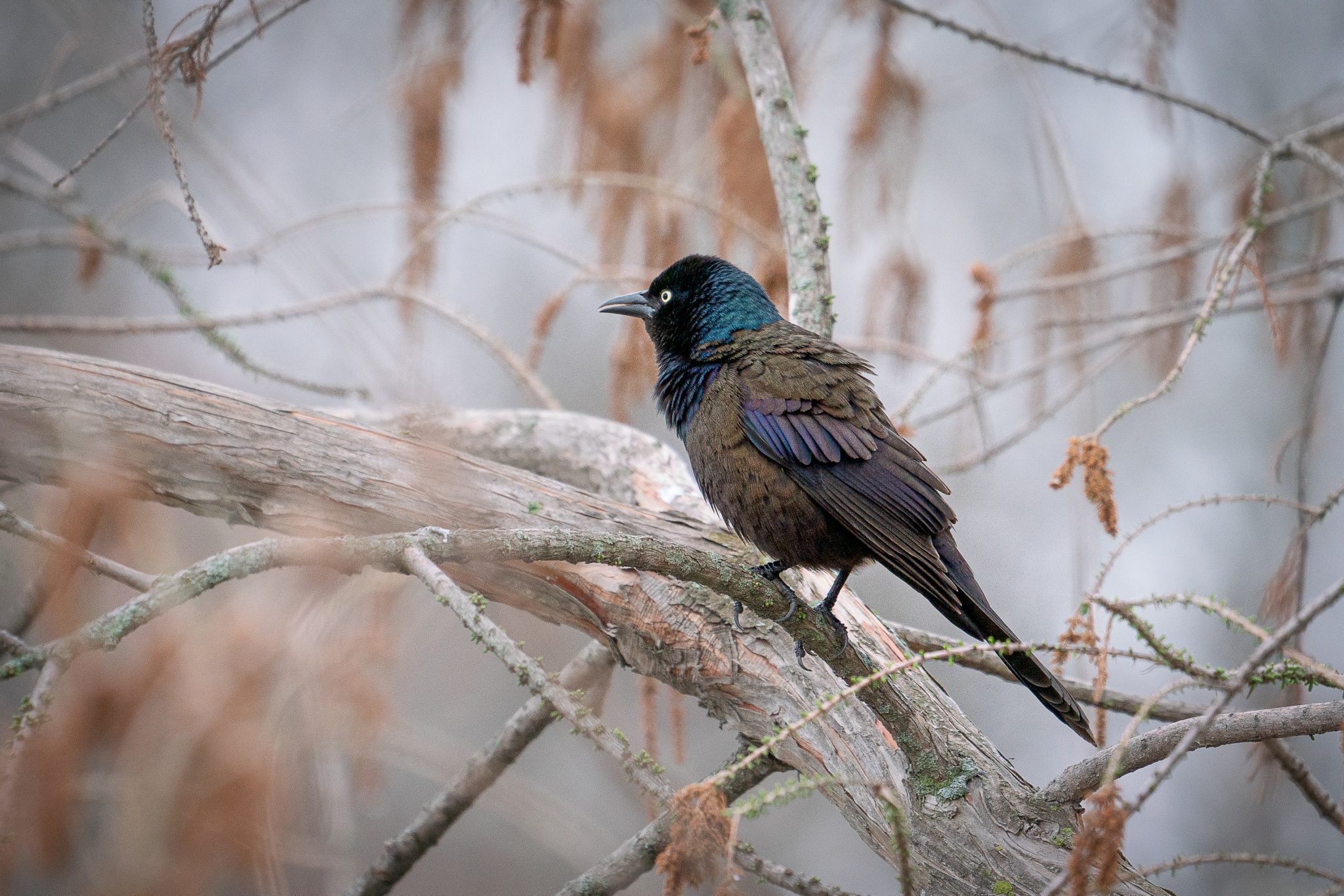 Grackle Symbolism & Meaning (+ Totem, Spirit & Omens) | World Birds