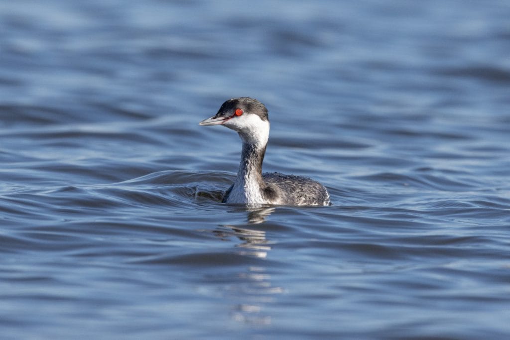 Horned Grebe