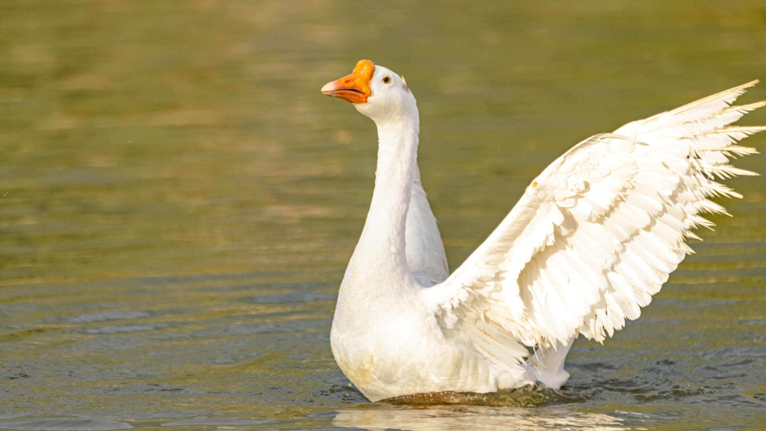 Goose Symbolism and Meaning Totem Spirit Omens World Birds