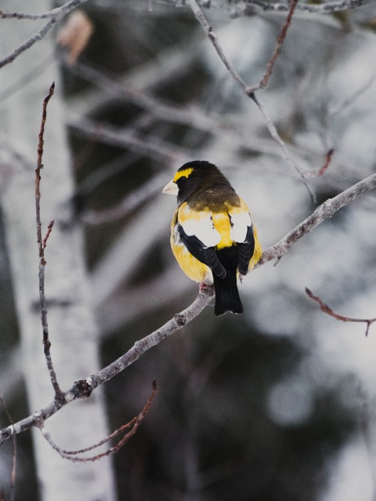 Grosbeak in Winter