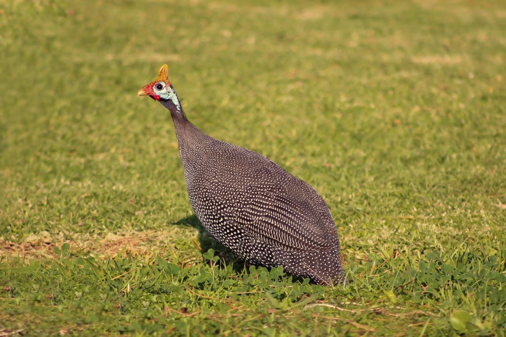 guinea-fowl-symbolism-meaning-totem-spirit-omens-world-birds