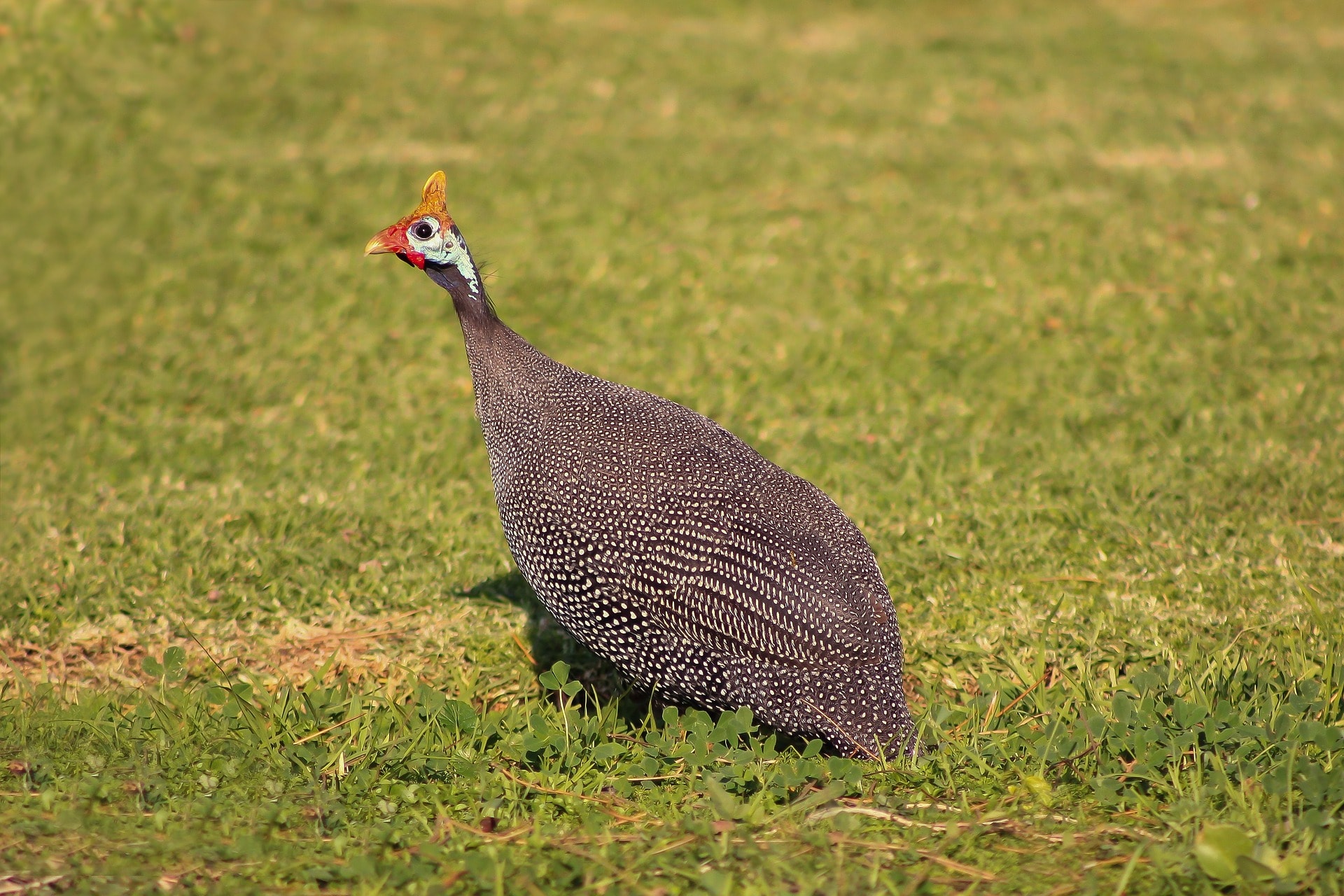 Guinea Fowl Symbolism and Meaning - Your Spirit Animal