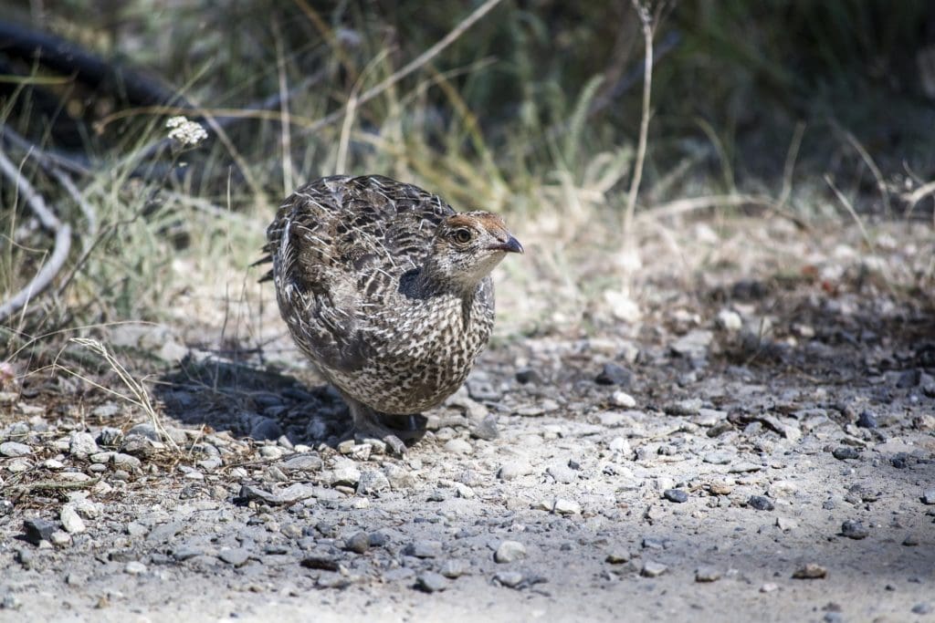 Grouse camoflage