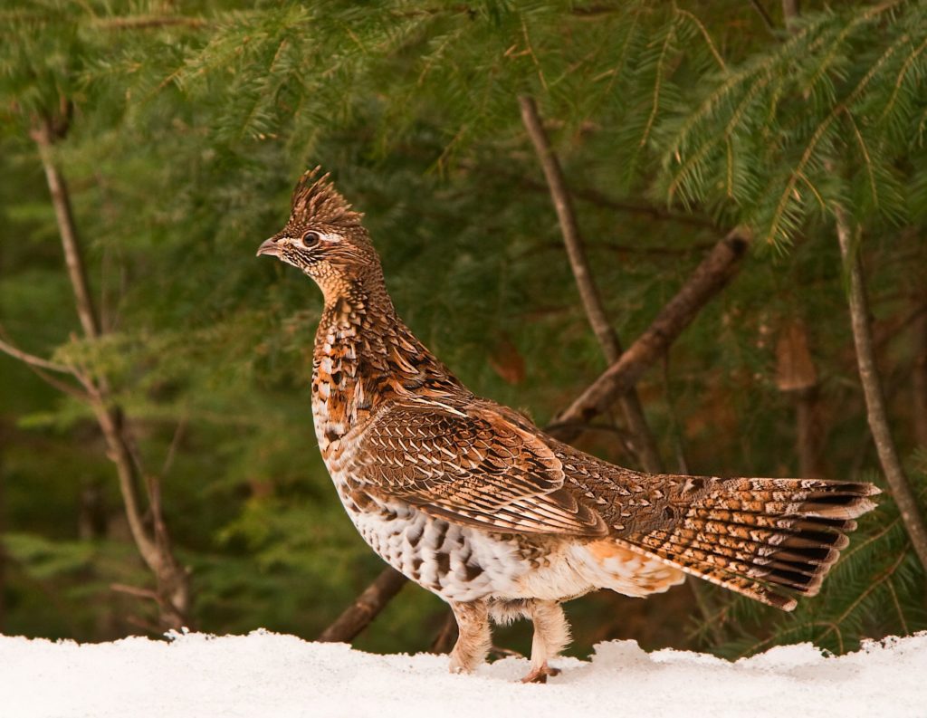 Grouse Against Pines