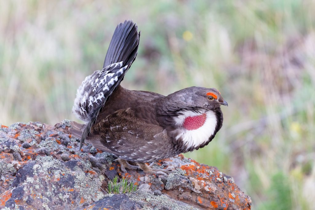 Dusky Grouse