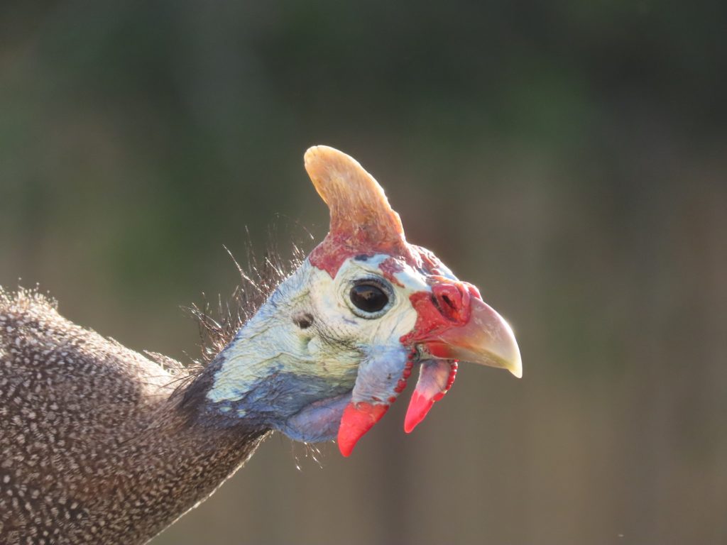 Guinea fowl head