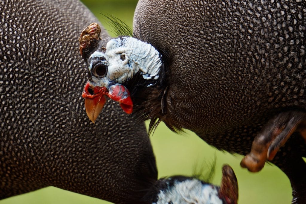 Guinea fowl two