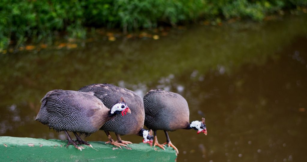 Guinea fowl river