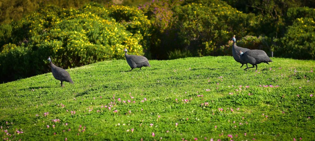 Guinea fowl Idyllic