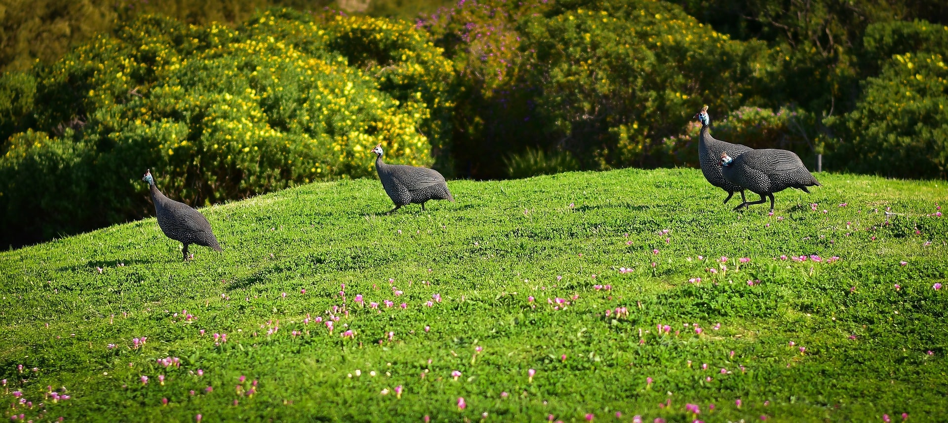 guinea-fowl-symbolism-meaning-totem-spirit-omens-world-birds