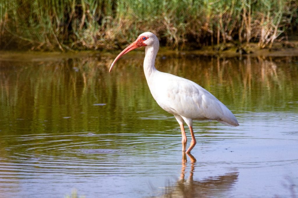 ibis-symbolism-meaning-totem-spirit-omens-world-birds