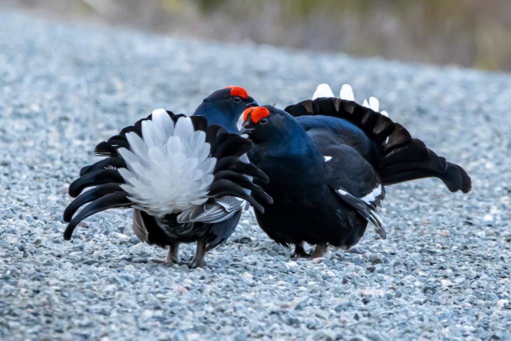 Black Grouse