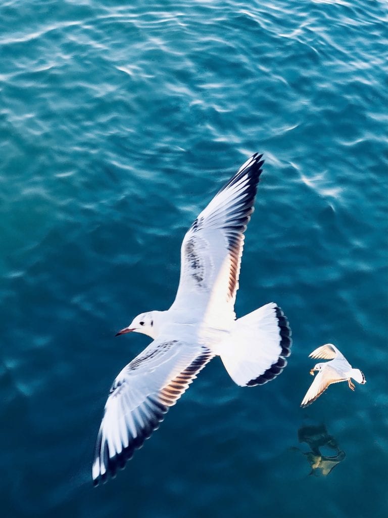 Gaviotas sobre el océano