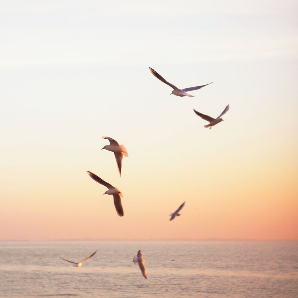 Flock of Gulls