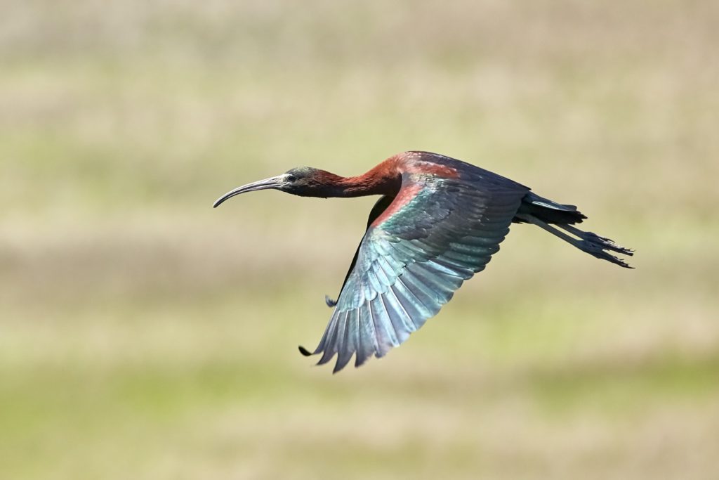 Ibis in Flight