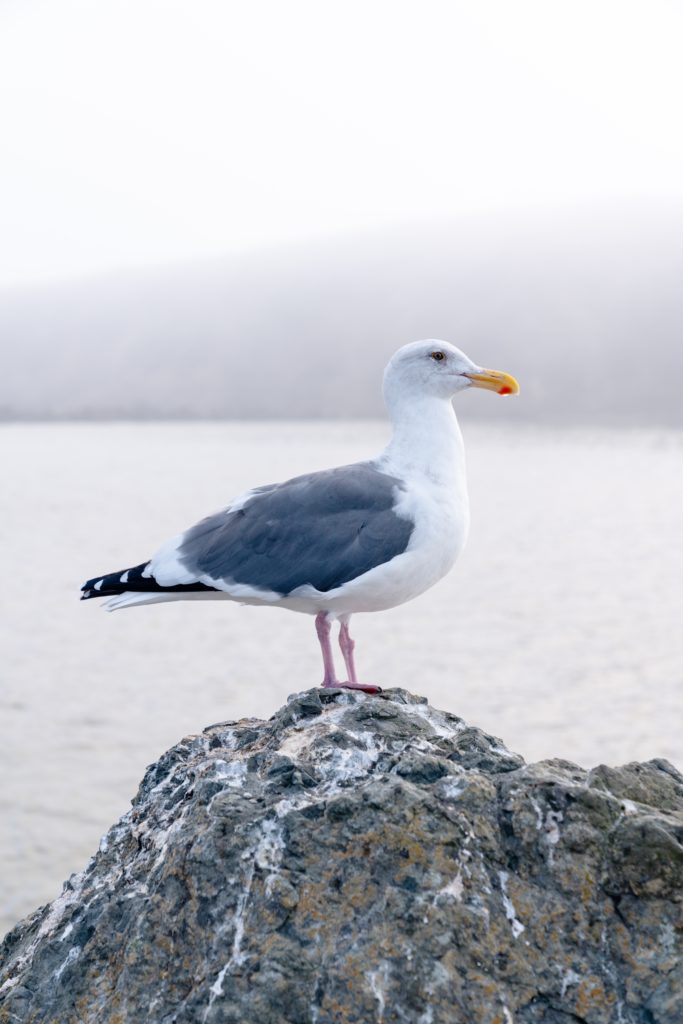 Gull On a Rock