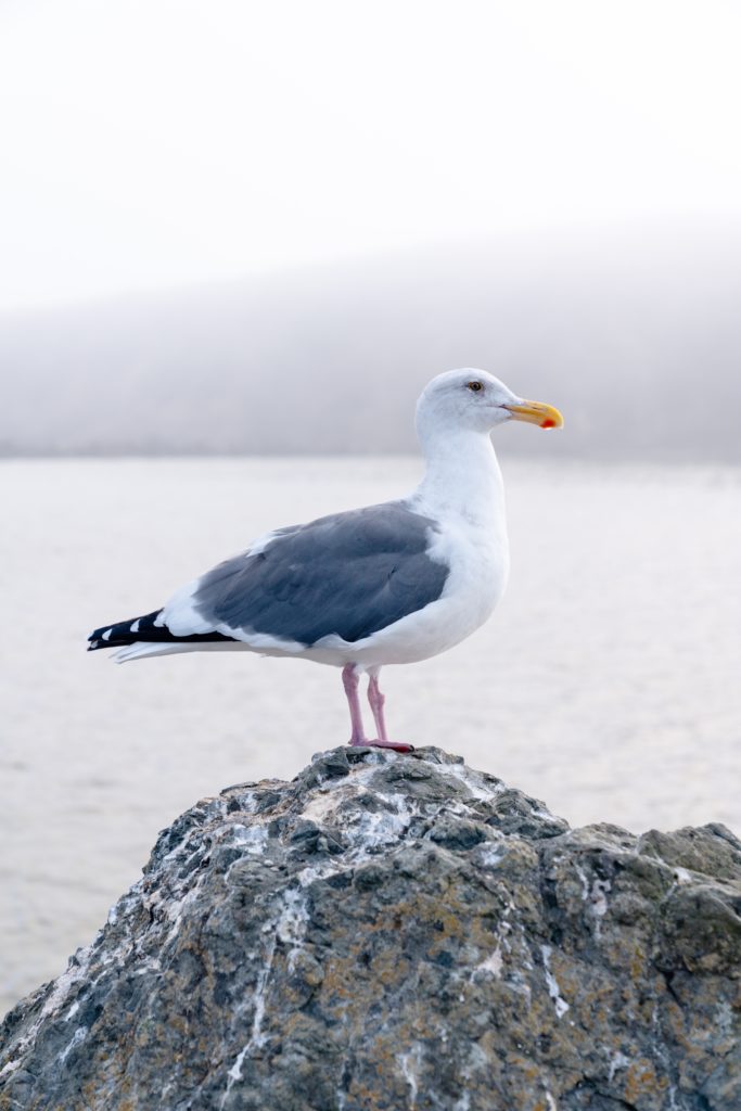 Gaviota en una roca