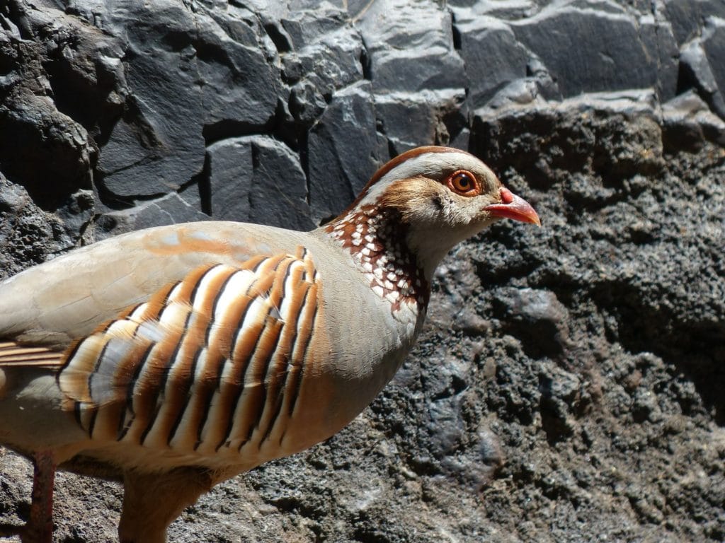 Rock Grouse