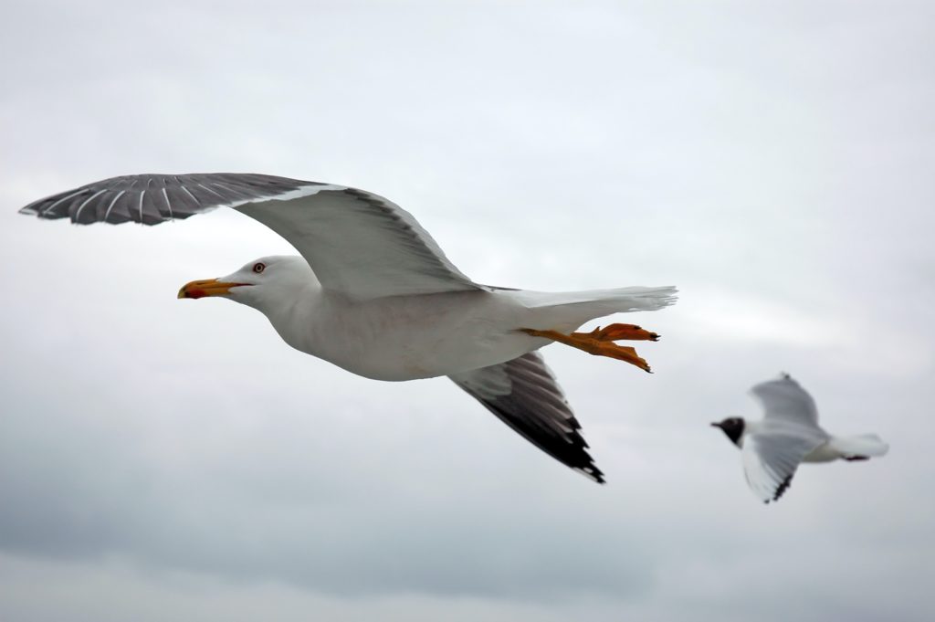 Seagull Symbolism & Meaning (+Totem, Spirit, & Omens) - World Birds