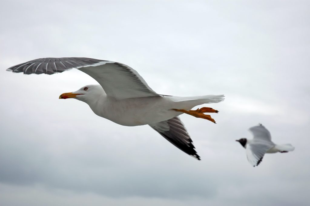 Flying Gulls