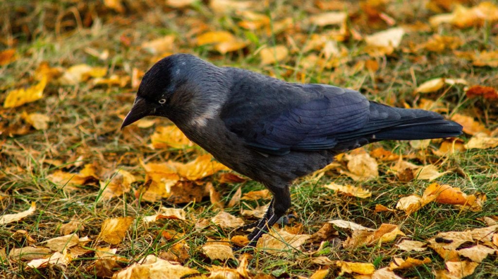 Jackdaw Autumn Leaves