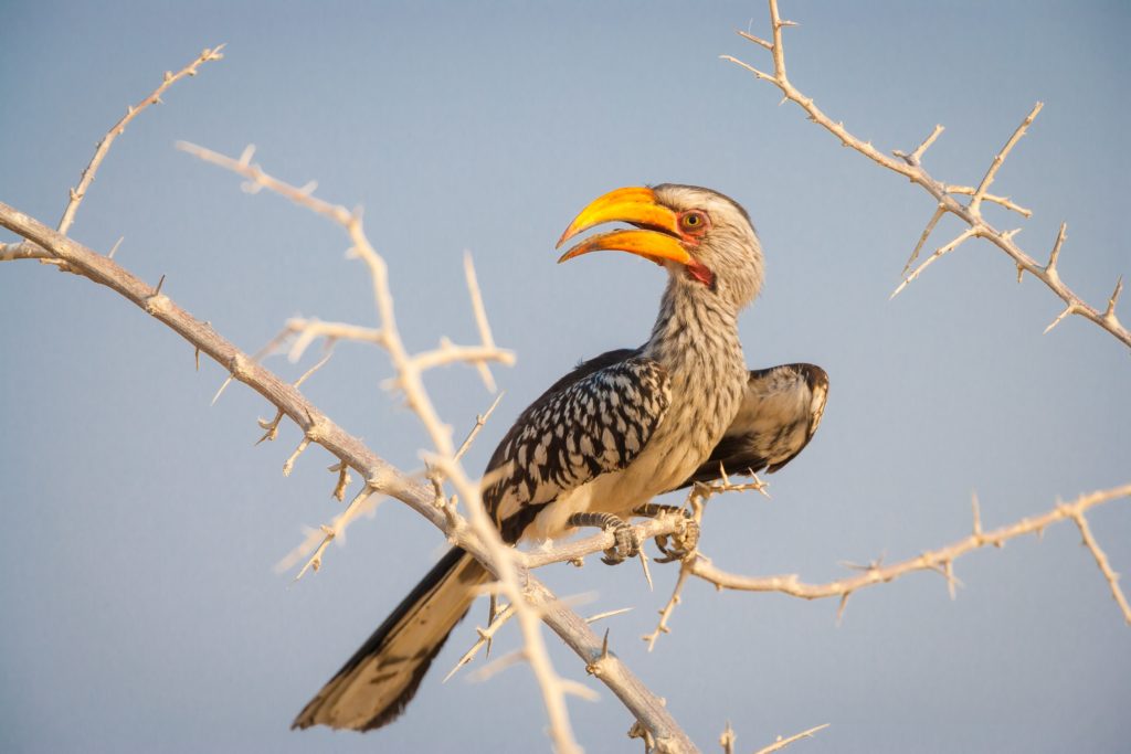 Thorny Branch Hornbill