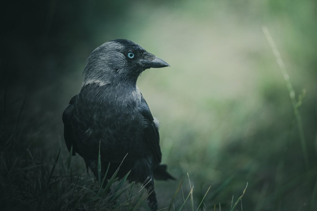 Atmospheric Jackdaw