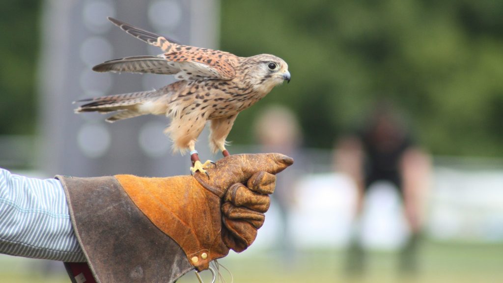 Kestrel Glove