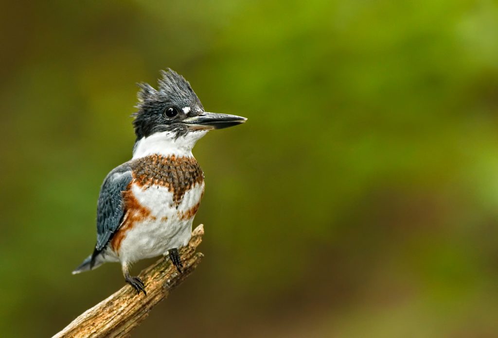 Belted Kingfisher Expressive