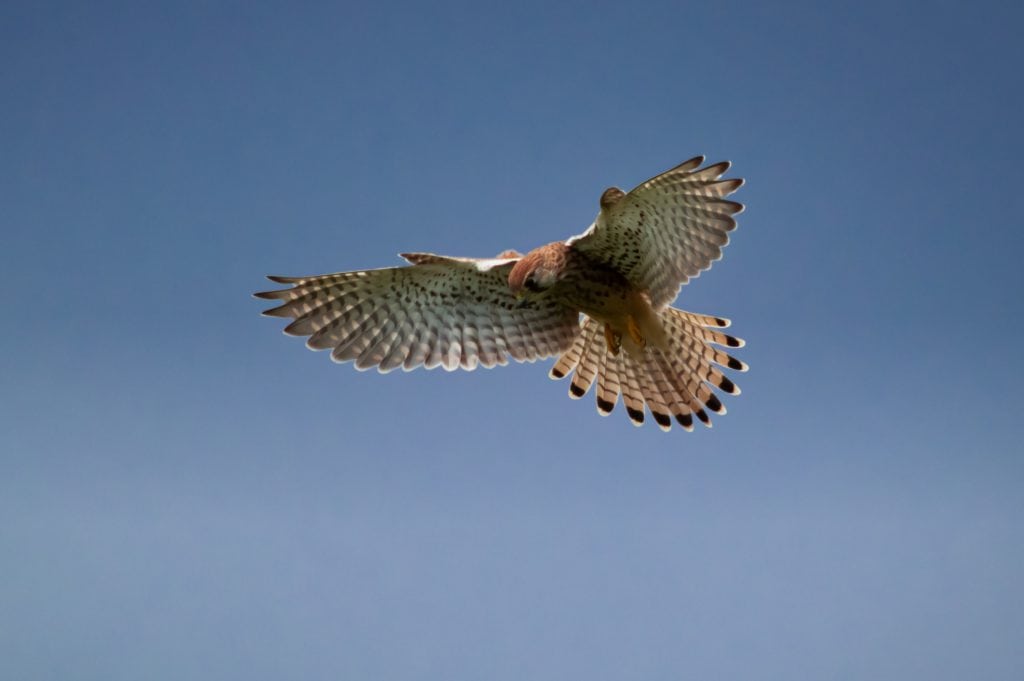 Kestrel Wings