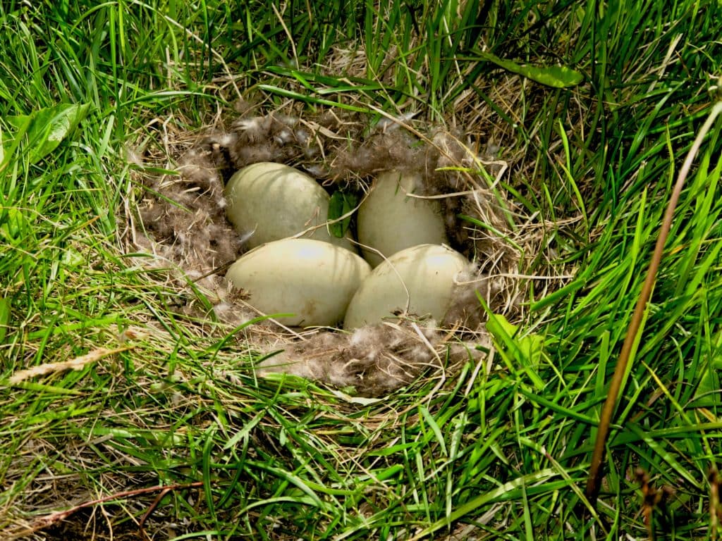 Grass Eggs Nest