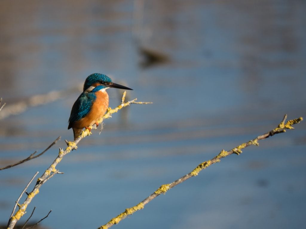 Kingfisher Over River