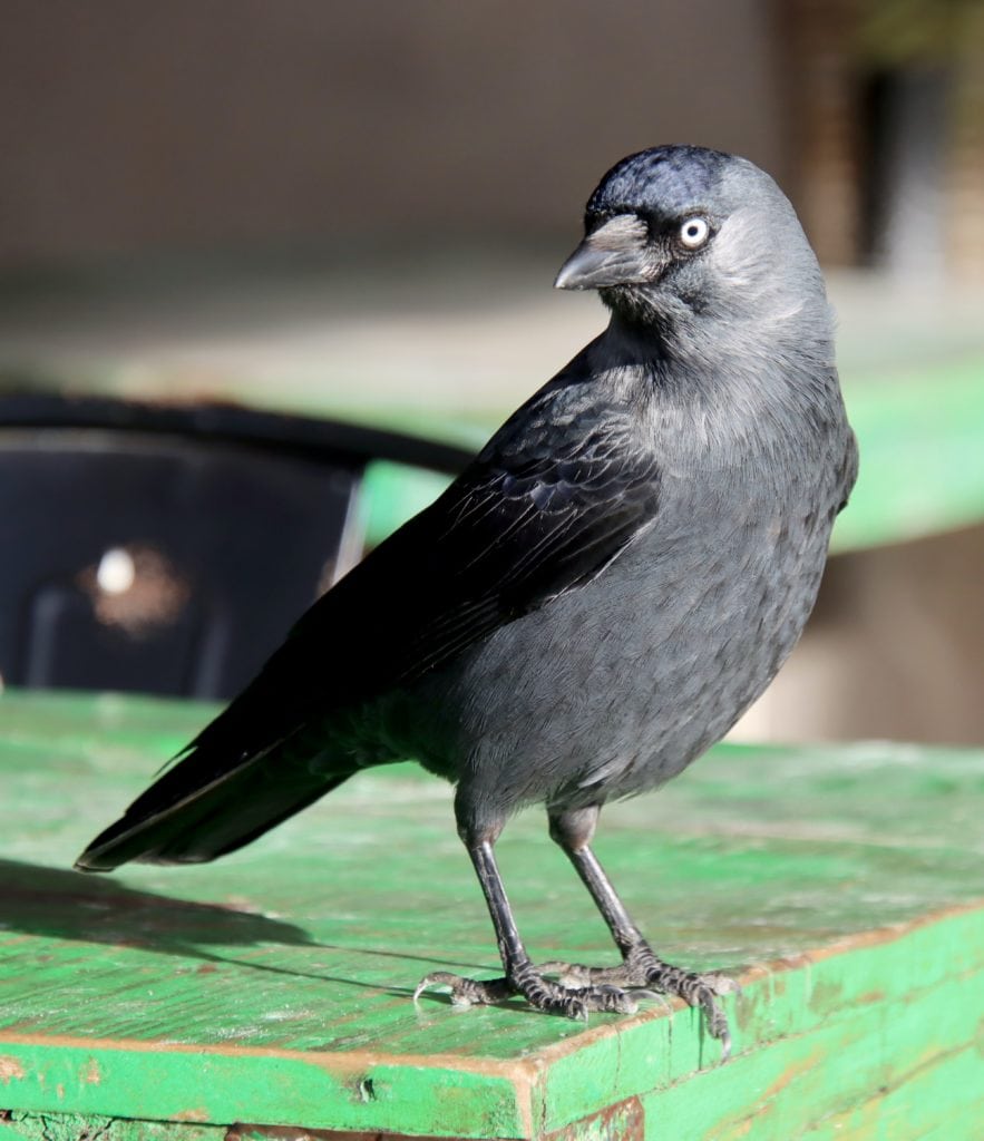 Jackdaw