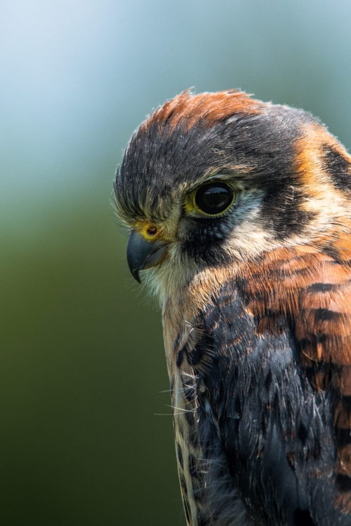 Kestrel Face