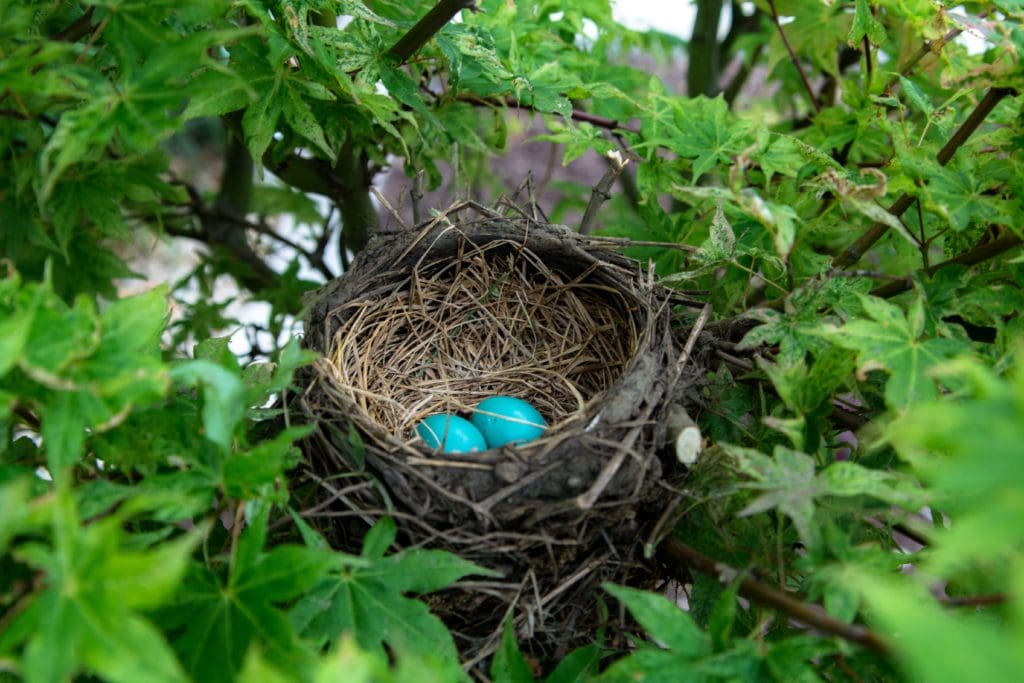 Blue Eggs Nest