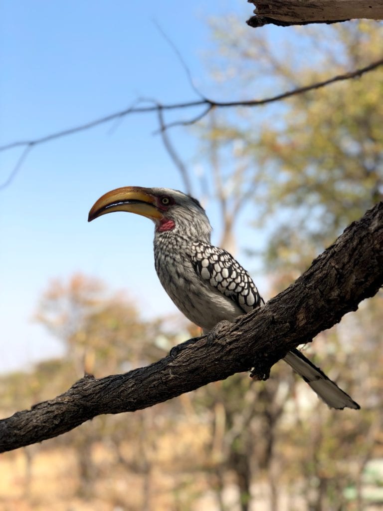 Red-billed Hornbill