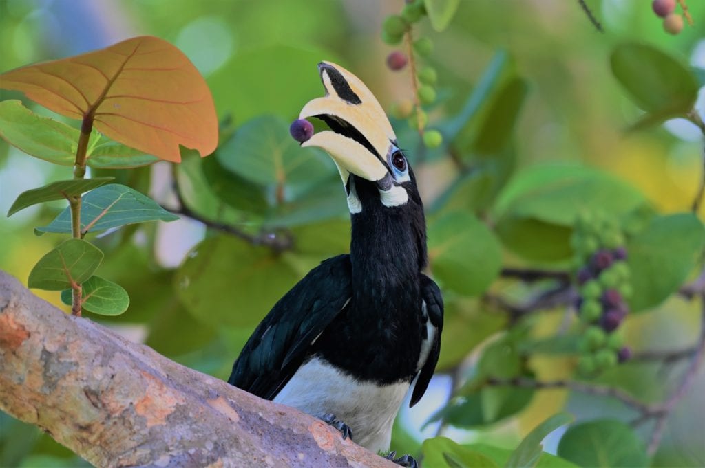 Hornbill Berry