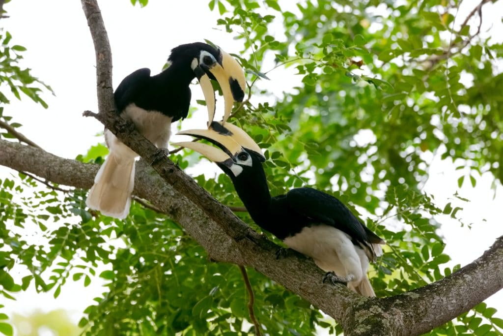 Hornbill Pair