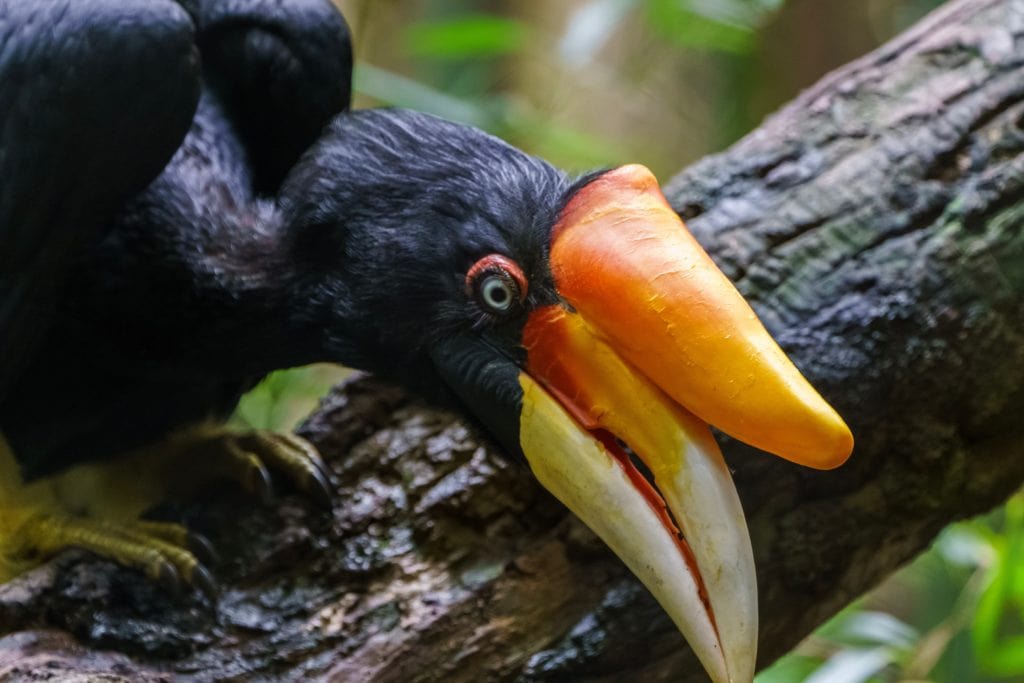 Hornbill Ivory Face