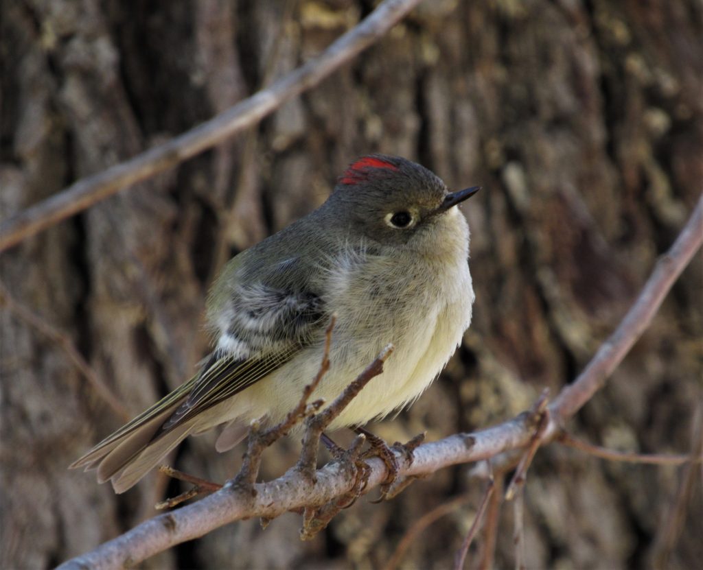 Ruby-crowned Kinglet Branch
