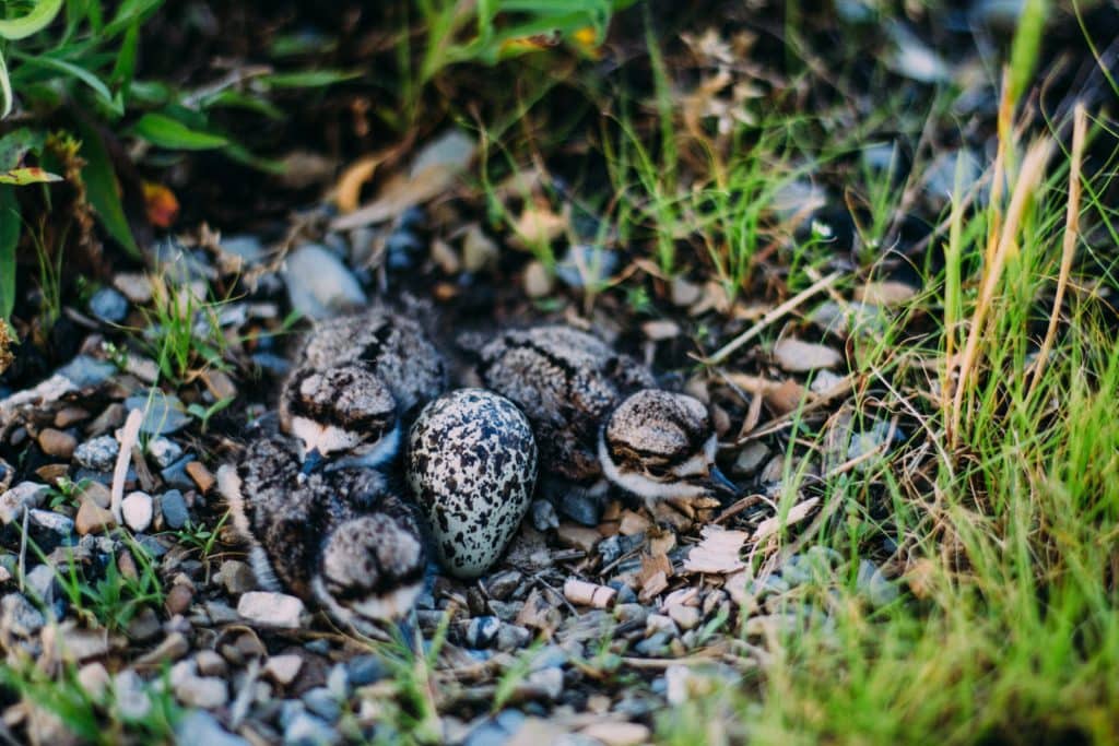 Killdeer Nest and Hatchlings